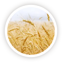 麻将胡了2(中国)官方网站-IOS/安卓通用版/手机APP下载